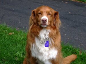 toller dog happy and loyal