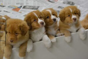 duck tolling retriever puppies - oh so cute!