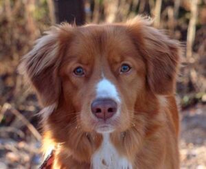 toller looking aware and ready