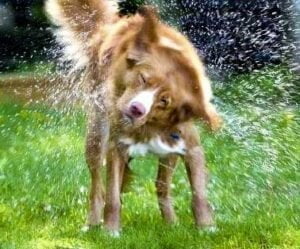 duck tolling retriever shakes the water off
