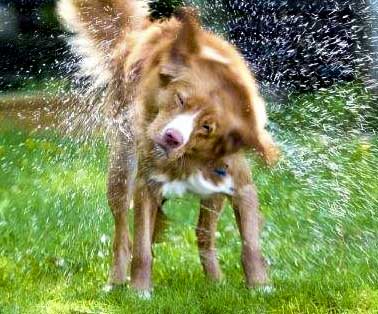 duck tolling retriever shakes the water off