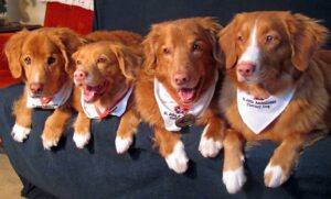 duck tollers relaxing on a couch