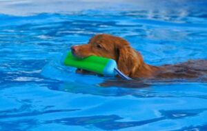 a duck tolling retriever swimming in a pool