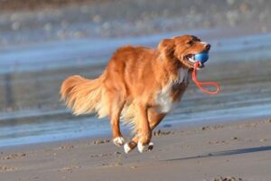 duck tolling retriever running along beach