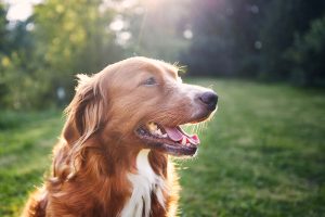 Toller at park