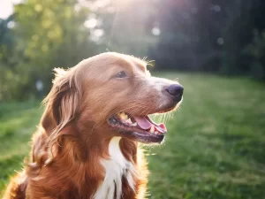 Toller at park