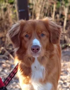 A Toller on a leash looks in anticipation and solemn earnesty