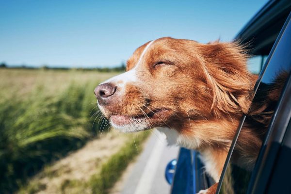Toller cruise