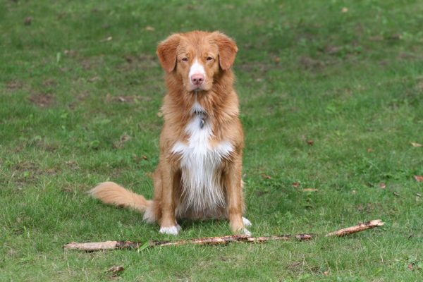 Toller flemming3