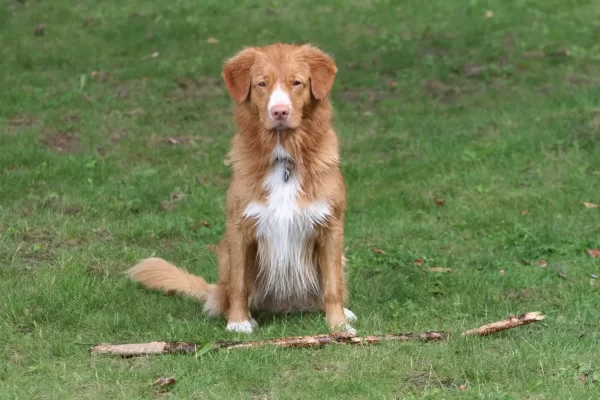 Toller flemming3