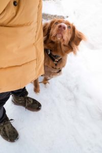 Toller looking up