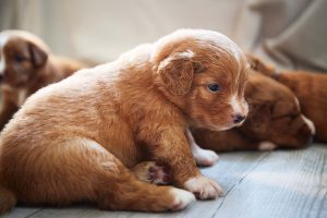Toller puppies group