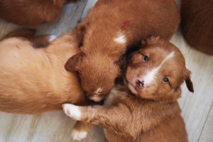 Toller puppies group2