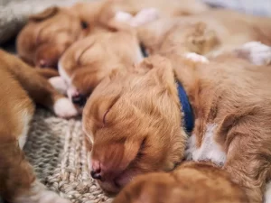 Toller puppies sleeping