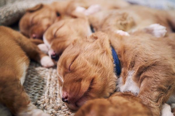 Toller puppies sleeping