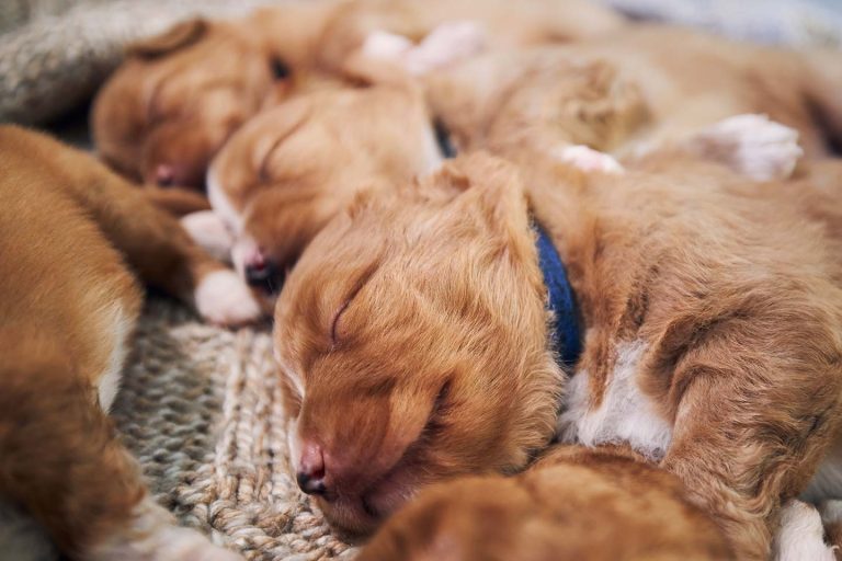 Toller puppies sleeping