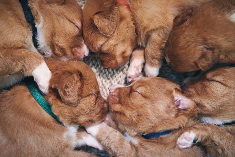 Toller puppies sleeping2