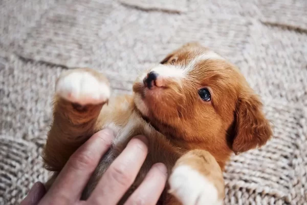 Toller puppy cute