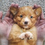 Toller puppy hands