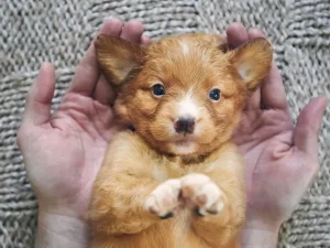 Toller puppy hands