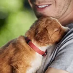 Toller puppy on shoulder