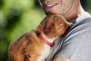 Toller puppy on shoulder