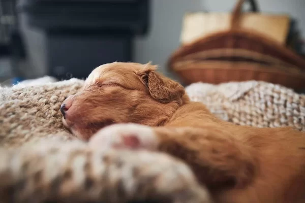 Toller puppy sleeping