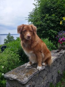 Toller reese