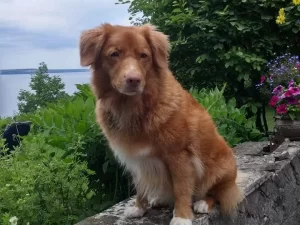 Toller reese