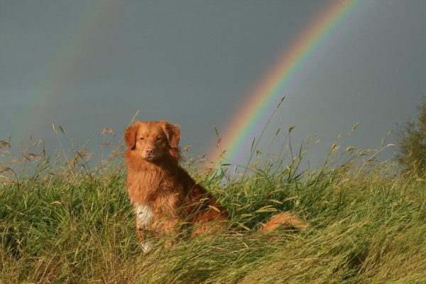 Toller rogan