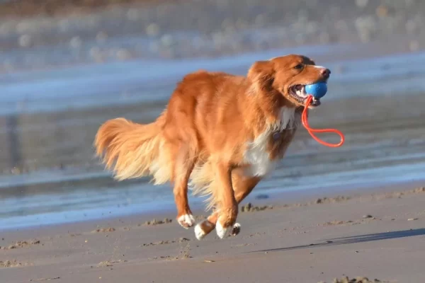 Toller rudolph