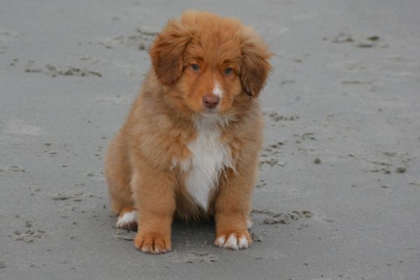 Toller rudolph2