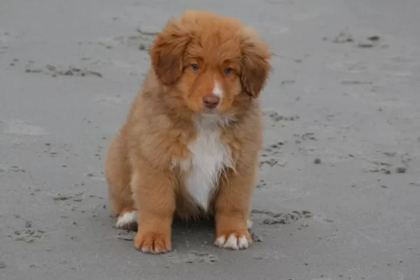 Toller rudolph2