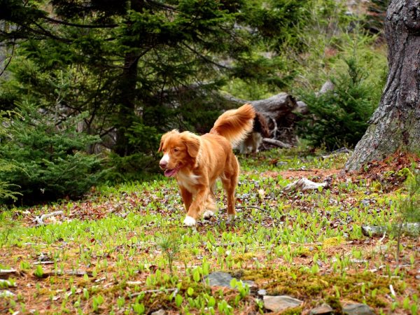 Toller sport2