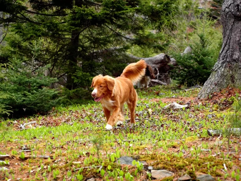 Toller sport2