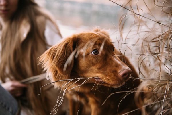 Toller taking walk