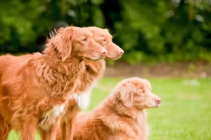 Tollers group
