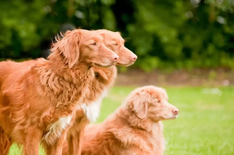 Tollers group