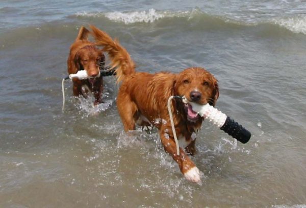 Tollers mackay