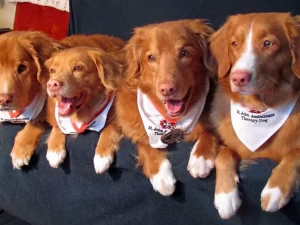 Tollers mackay deoch