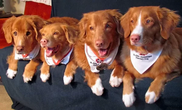 Tollers mackay deoch