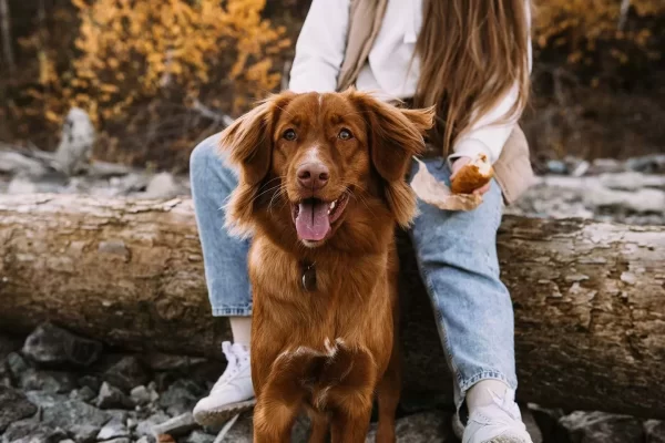 Tollers woods log