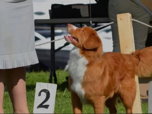 Tollers
