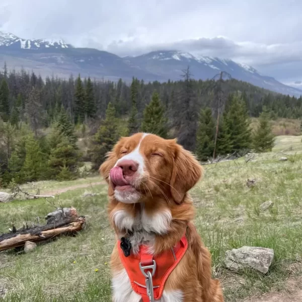 Timo