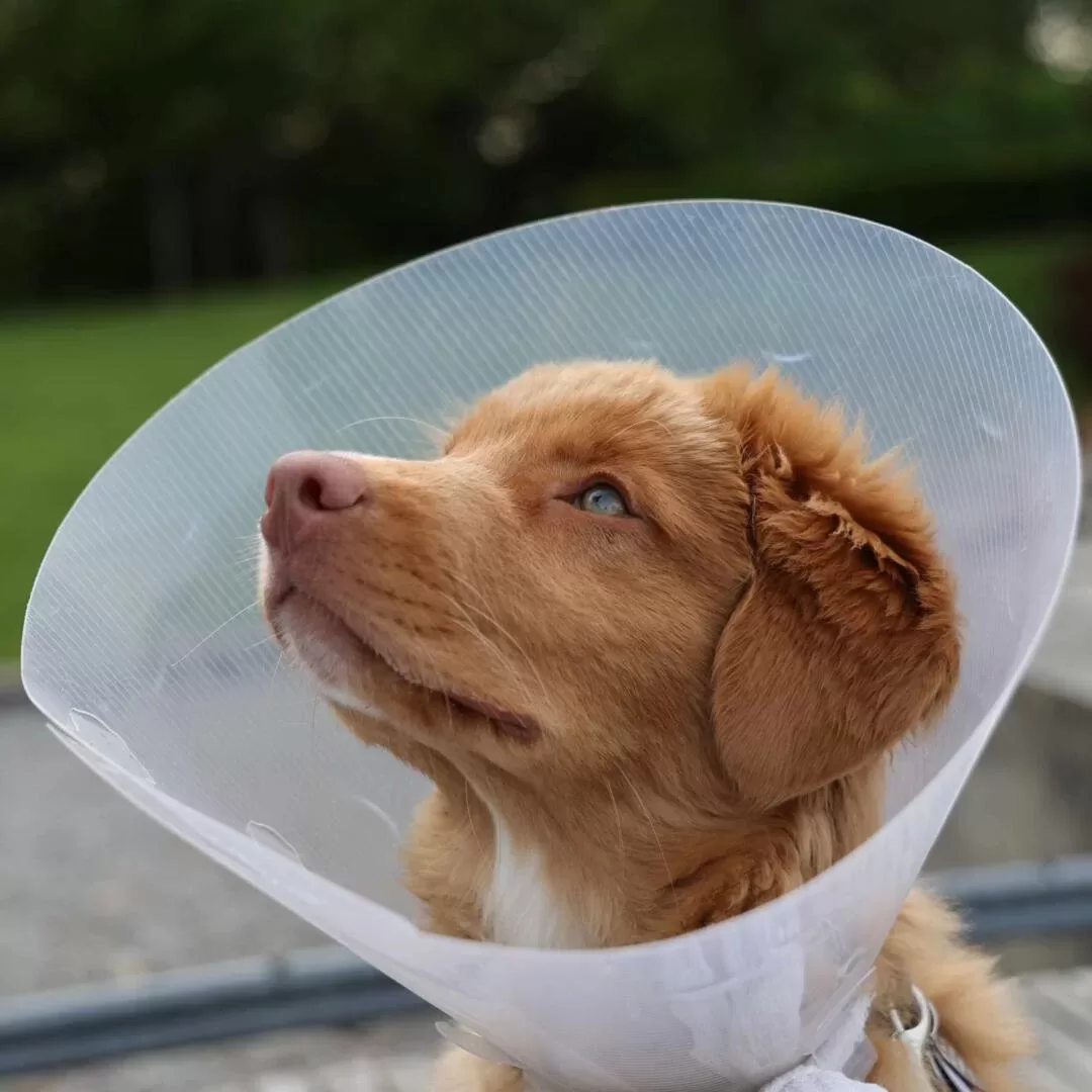Toller cone
