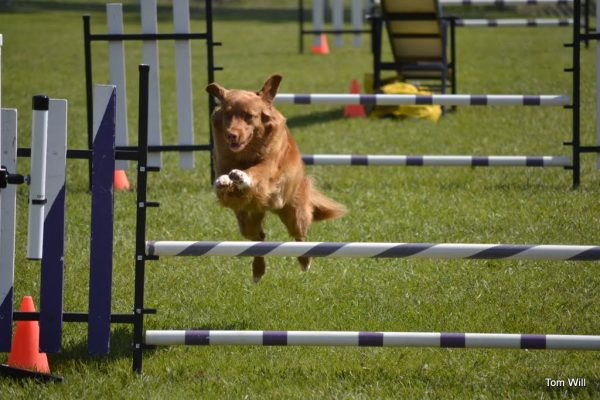 Agility