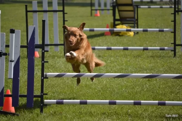 Agility