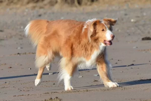 Toller rudolph