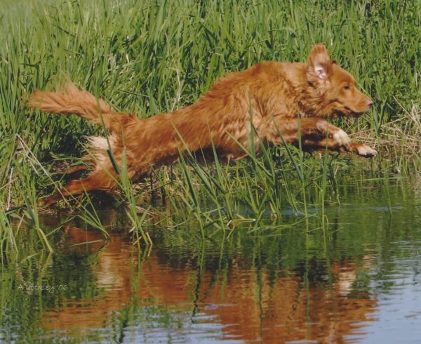 Toller