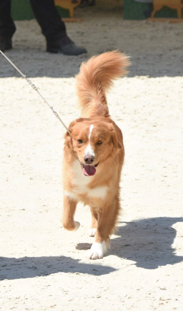 Toller